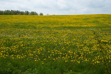 Meadow with dandelions (Taraxacum) at Goniadz in eastern Poland.