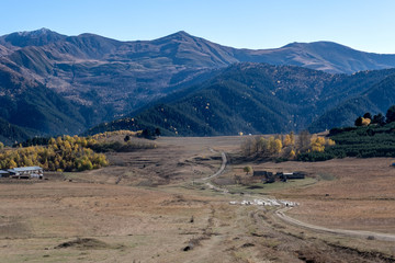 A shepherd walking the cattle down the mountain from Omalo to Alvani for winter