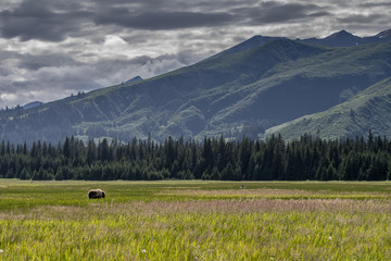 Coastal Brown Bear (Ursus arctos) in Lake Clark National Park, Alaska