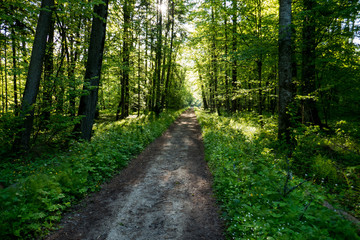 Fototapeta na wymiar Dirt road through lush deciduous forest in Bialowieza National Park in eastern Poland.