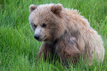 Obraz premium Coastal Brown Bear (Ursus arctos) in Lake Clark National Park, Alaska