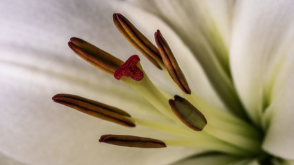 into the flower - Der Weg in die Blüte © Ralf Kaiser