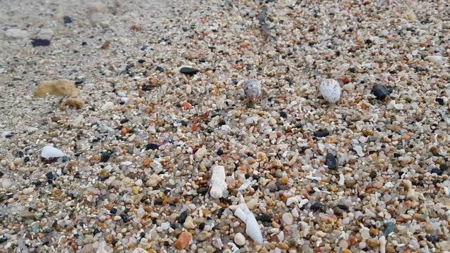 A couple of hermit crabs are hiding together from the camera. On the seashore, transparent waves, multi-colored quartz sand and debris of dead corals. The concept of friendship, love, relationships.