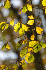 Idless woods during autumn with backlit leaves 