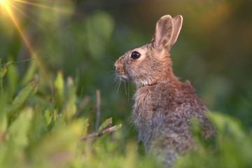 Wild rabbit in its natural habitat at sunset time