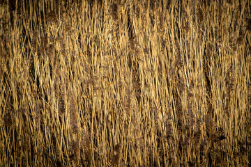 texture of dry tall grass, reeds,swamp