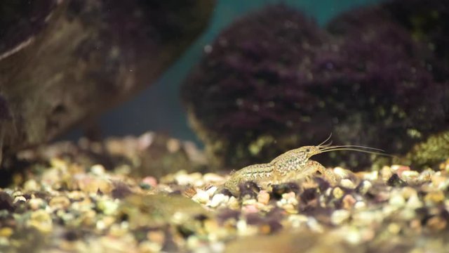 Little crayfish in the aquarium.