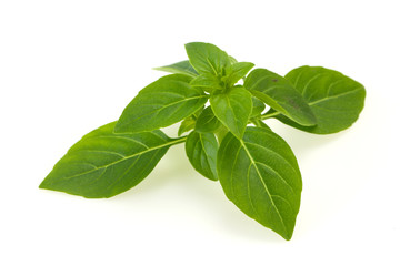 Fresh green Basil leaves - for cooking