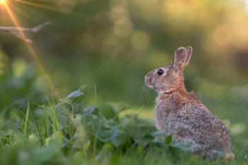 Wild rabbit in its natural habitat at sunset time