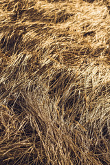 The texture of last year’s grass. Grass in the field in spring. Golden beautiful grass covers the ground.