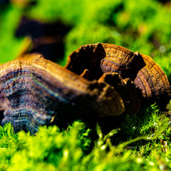 Huba na omszałym pniu