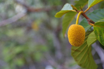 close up of yellow fruit