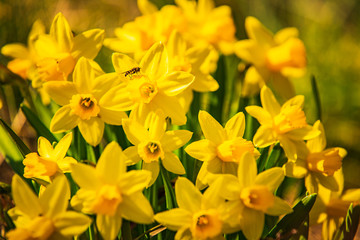 Yellow Daffodil Narcissus flowers outdors in spring. Nature flowers background.