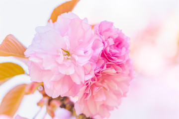 満開の美しい桜