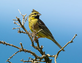 Cirl Bunting perched on a branch