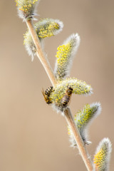 Obraz premium Bees in the early spring on the flowers of willows. Bees collect the first pollen after wintering.
