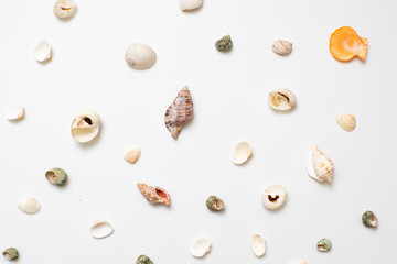 Different seashells on a white background , the concept of holidays by the sea.