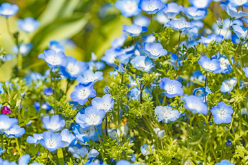 瑞々しいネモフィラの花