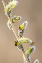 Bees in the early spring on the flowers of willows. Bees collect the first pollen after wintering.