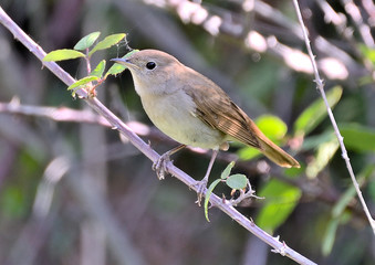 Fototapeta premium ruiseñor posado en una rama de zarza (Luscinia megarhynchos) Marbella Andalucía España 