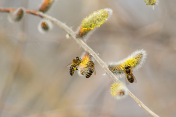 Bees in the early spring on the flowers of willows. Bees collect the first pollen after wintering.