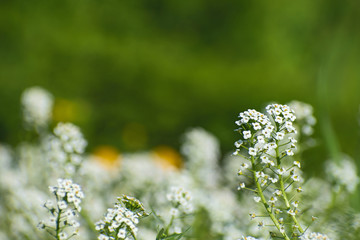 White inflorescences of a alyssum flowers