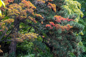 Autumn trees in Sapporo, Hokaido, Japan