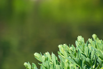 Closeup view of figured fresh leaves on blurred greenery floral background