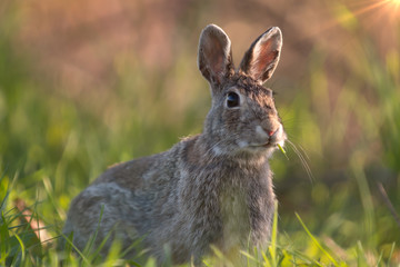Wild rabbit in its natural habitat at sunset time