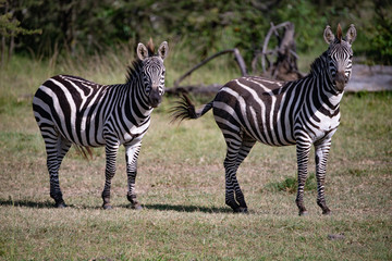 Fototapeta na wymiar two adult zebras looking attentively at the camera in the Masai Mara grasslands