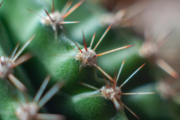 Red needles of a green cactus close up (macro)