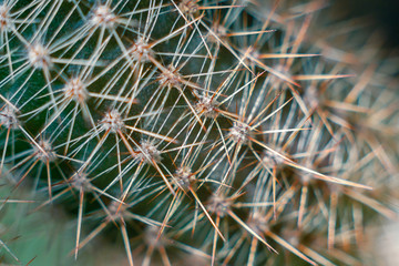 Red needles of a green cactus close up (macro)