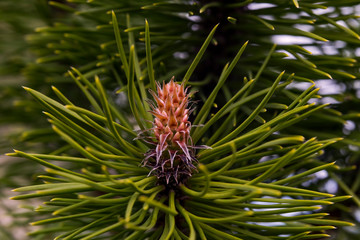 Coniferous trees in the spring. Young green bumps. Small details close-up. Ultra macro photo. Cobweb on the cones. Always green coniferous leaves and seeds in the spring.