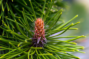 Coniferous trees in the spring. Young green bumps. Small details close-up. Ultra macro photo. Cobweb on the cones. Always green coniferous leaves and seeds in the spring.