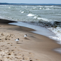 Mewy nad Morzem Bałtyckim w Międzyzdrojach