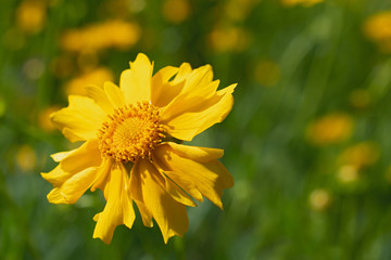 Lonely big fresh bright yellow flower closeup