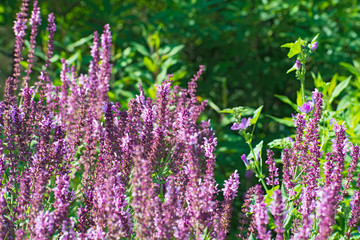 Bushes of violet wildflowers