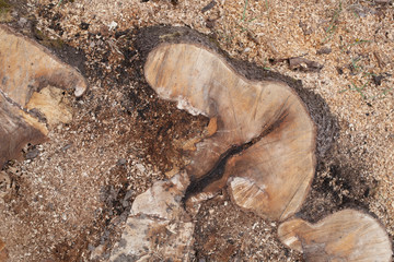 stump of tree felled, section of the trunk with annual rings