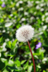 Dandelion flower in public park. Paris suburb