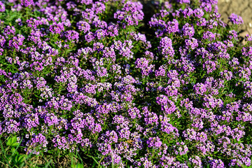Naklejka premium Many purple flowers of Lobularia maritima, commonly known as sweet alyssum or sweet alison, in a garden in a sunny spring day, beautiful outdoor floral background 