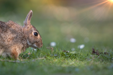 Wild rabbit in its natural habitat at sunset time