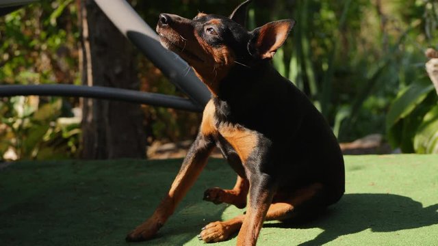 The dog has fleas, a dwarf pincher scratches his body with his paw, torment from itching and parasite bites