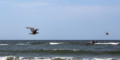 Mewa w locie nad Morzem Bałtyckim