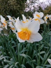 Obraz premium white daffodil flower