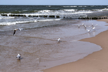 Falochron i mewy w Międzyzdrojach © Dominika