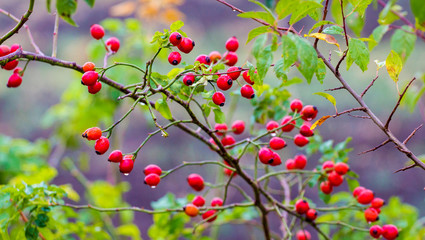 Rosehip branch with red berries and green leaves