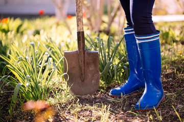 Female legs in rubber blue boots with a shovel.On the background flowering spring trees. Organic...