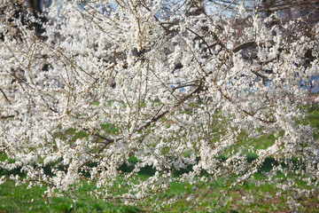 white cherry flowers on the trees in spring