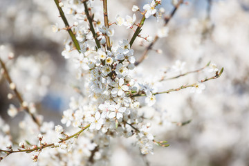 white cherry flowers on the trees in spring