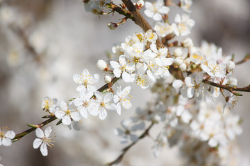 white cherry flowers on the trees in spring
